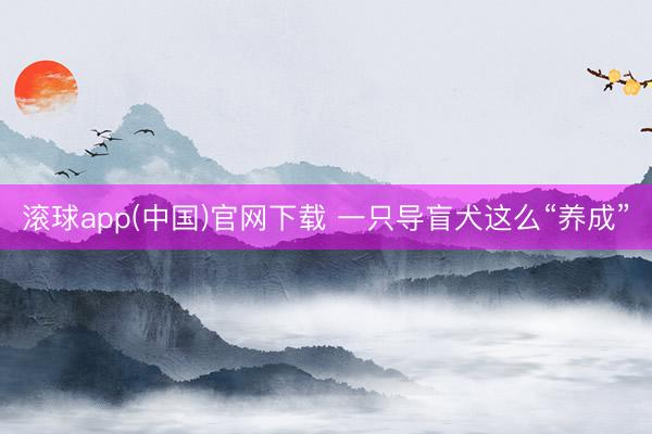 滚球app(中国)官网下载 一只导盲犬这么“养成”